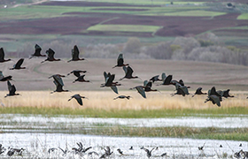 Sivas Hafik Gölü - Göçmen Kuşlar